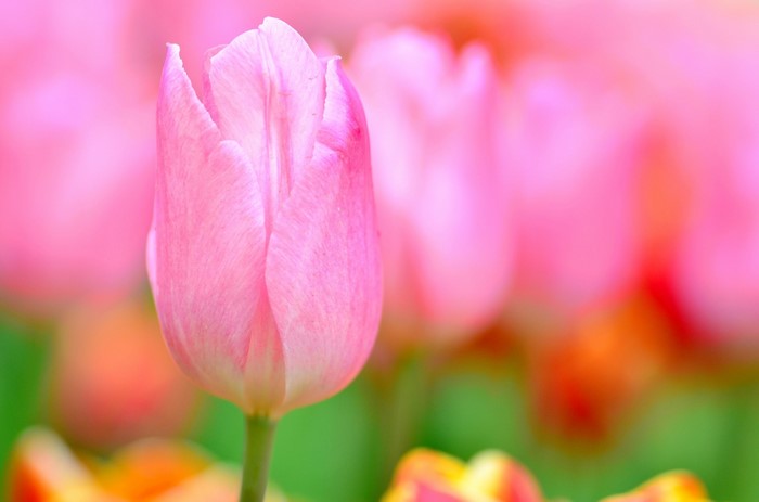 Pink Tulip Flower Close-up