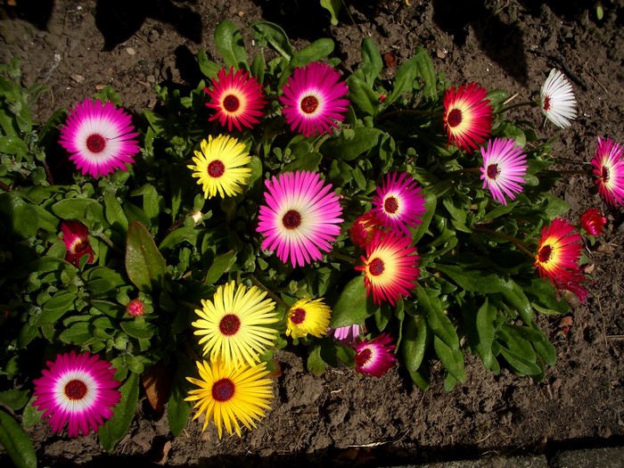 Mesembryanthemum flowers in bloom