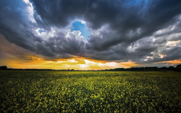 Field of yellow flowers under stormy sunset clouds