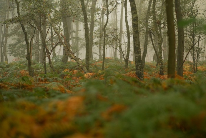 Misty forest with ferns and trees