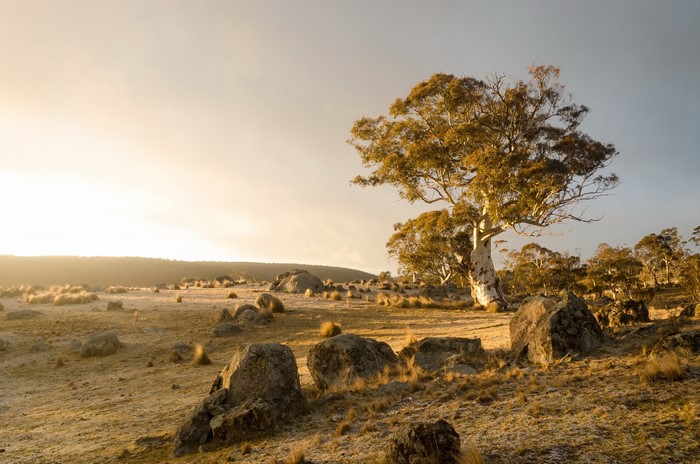 Rocky landscape with eucalyptus trees at sunrise