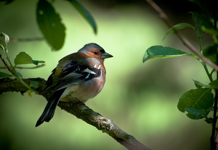Chaffinch perched on a branch with green foliage