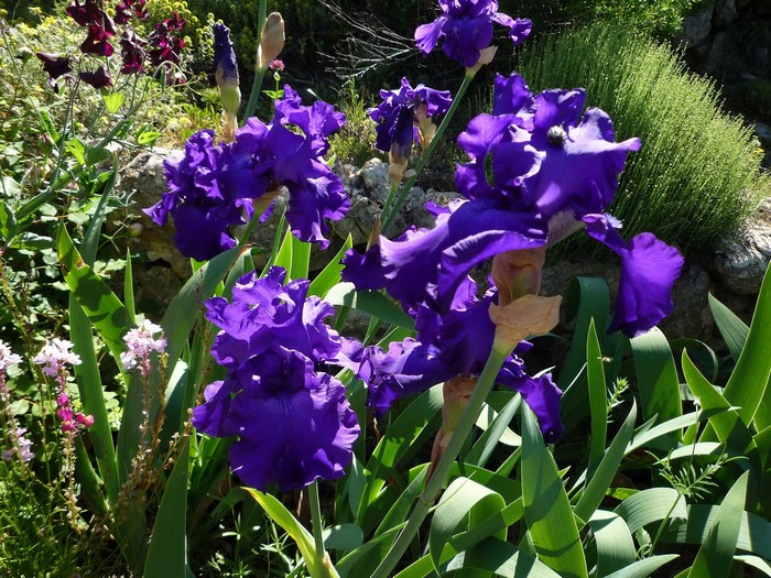 Purple Irises in a Garden
