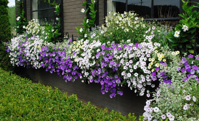 Window box filled with purple and white petunias