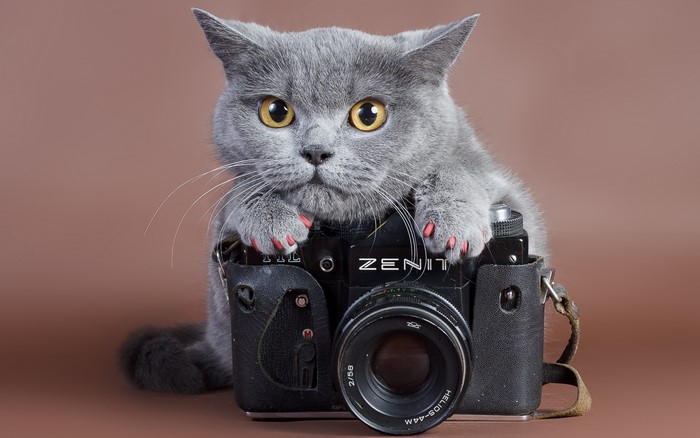 British Shorthair cat with Zenith camera