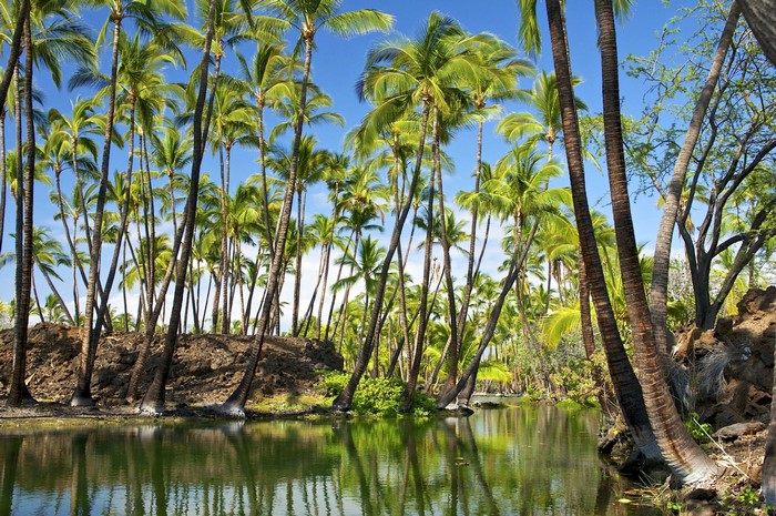 Palm trees reflected in a tropical river in Hawaii