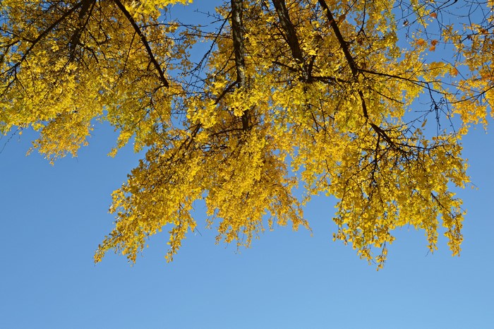 Autumn tree branches with yellow leaves against blue sky