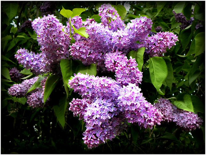 Purple Lilac Flowers in Bloom