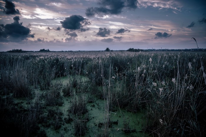 A dark swamp with tall grass under a cloudy sky