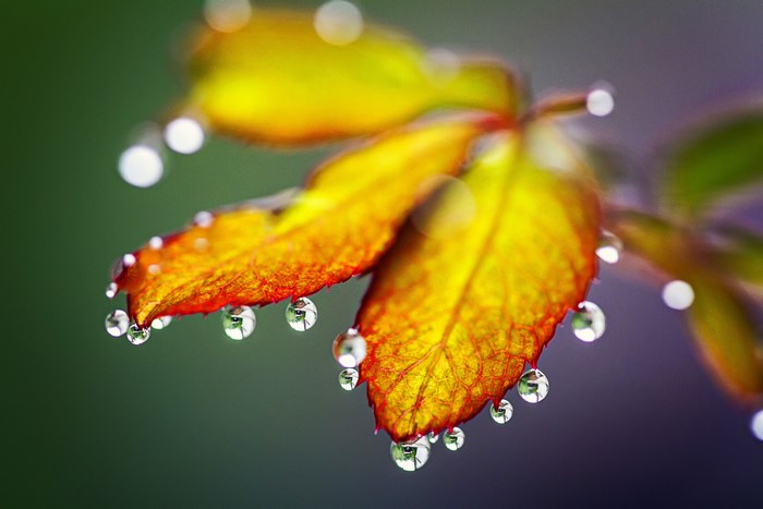 Autumn leaves with water drops