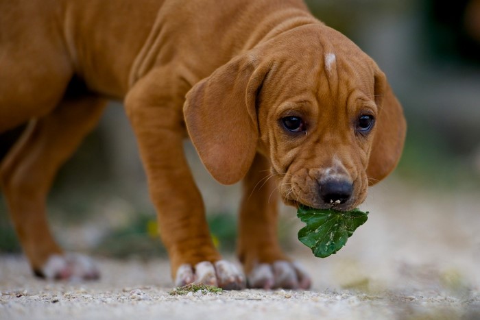 Rhodesian Ridgeback puppy chewing a green leaf