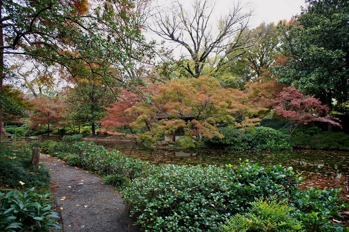 Japanese Garden with Pond and Autumn Foliage in Fort Worth, Texas