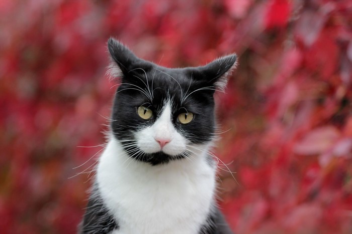 Black and white cat with yellow eyes
