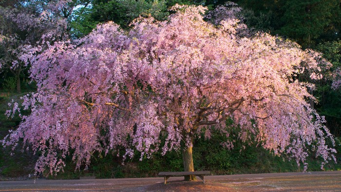 Weeping cherry tree in bloom with a bench