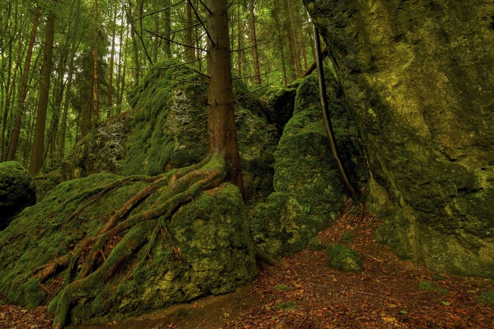 Moss-covered rocks and trees in a forest