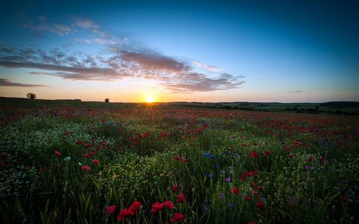 4K Sunset Over Wildflower Field