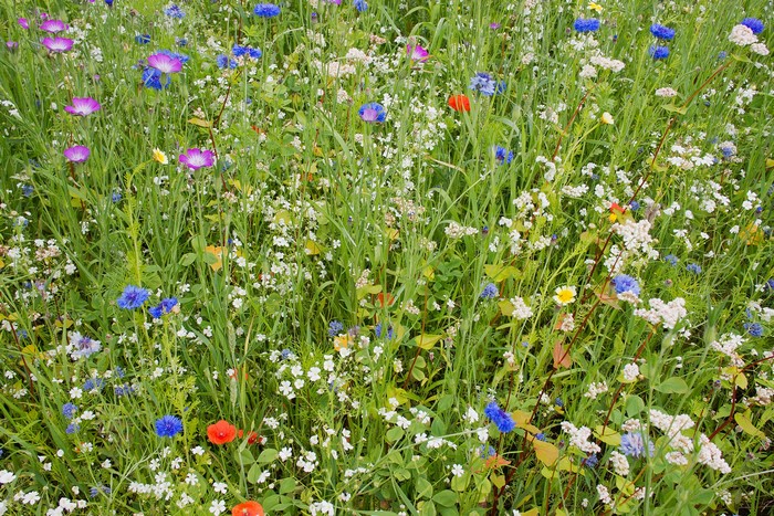 A field of wildflowers with poppies and cornflowers
