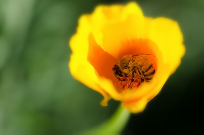 Bee inside a yellow flower