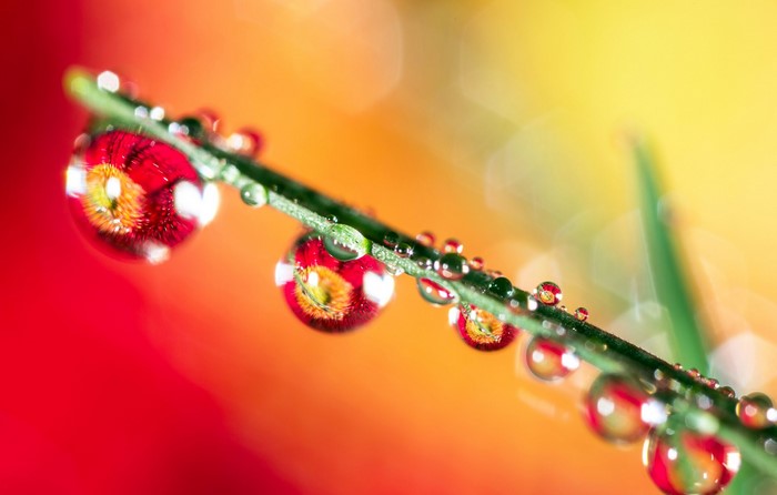Dew drops reflecting flowers on a blade of grass