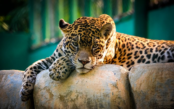 Jaguar resting on rocks