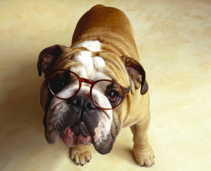 English Bulldog wearing glasses