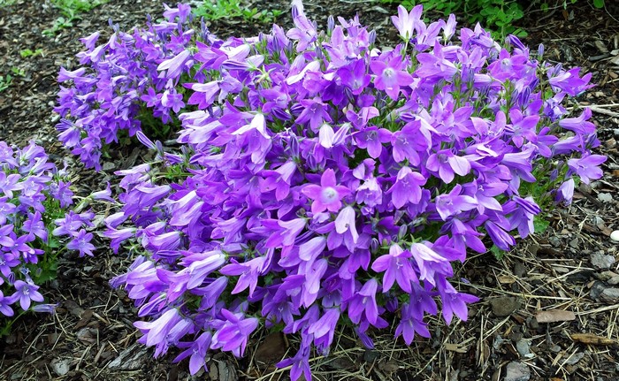Many purple bellflowers in a garden