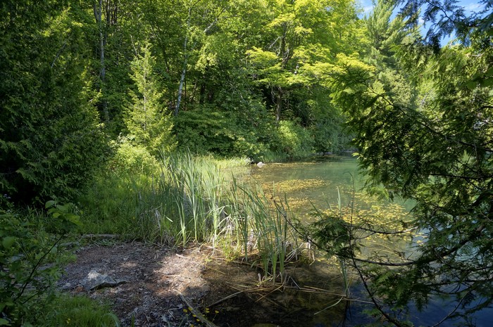 Lake and Forest in Gatineau Park, Canada