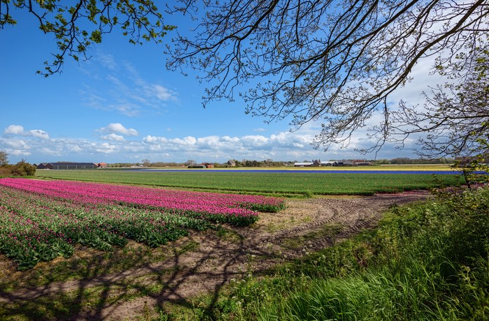 4K Netherlands Tulip Fields