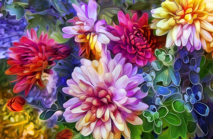 Colorful Dahlias in a Close-up View