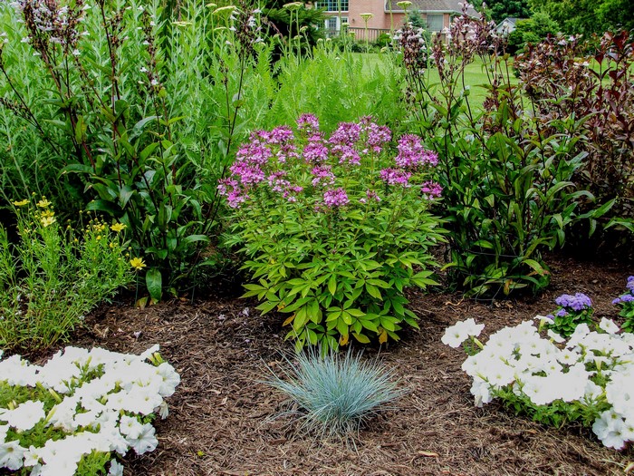 Garden with pink phlox, white petunias, and ornamental grass