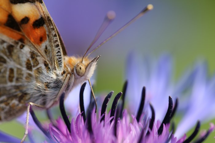 Close-up of a butterfly on a purple flower