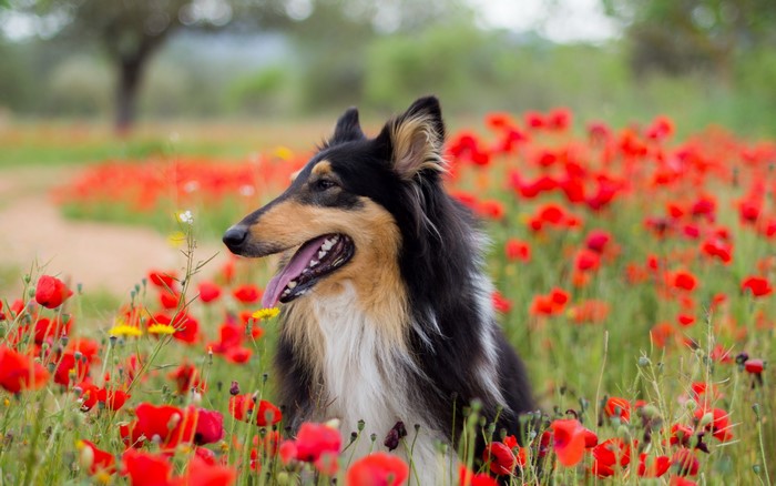 Collie dog in a field of poppies