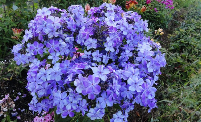 Close-up of purple Phlox flowers in a garden