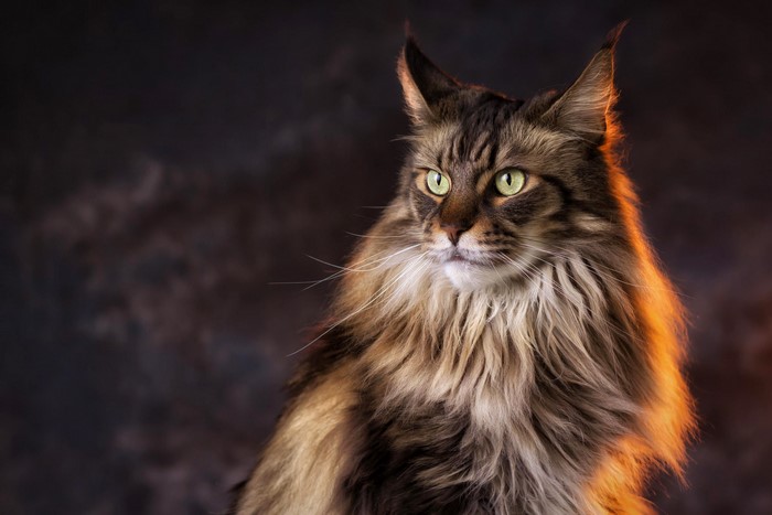 Maine Coon cat with green eyes looking to the side