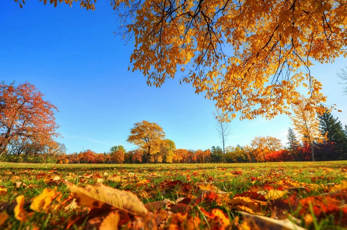 Autumn park with colorful trees and fallen leaves