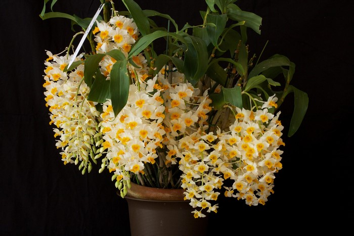 4K Orchid Closeup