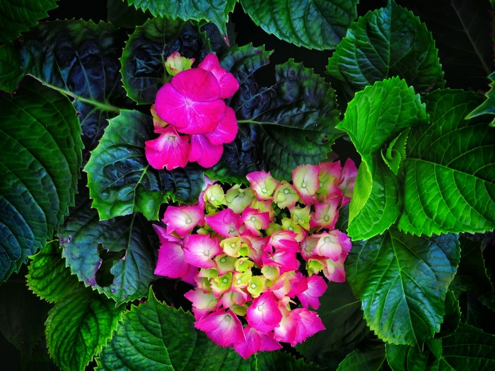 Pink and green hydrangeas with dark green leaves