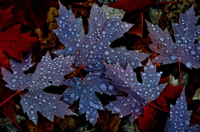 Close-up of wet autumn maple leaves with water drops