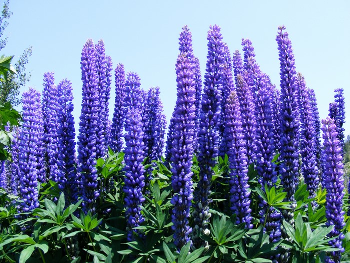 Purple Lupine Flowers in Bloom
