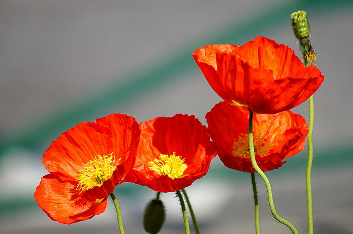 Close-up of four vibrant red poppies with yellow centers