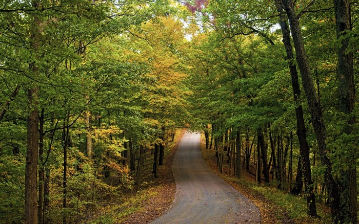 Road through an autumn forest with colorful trees