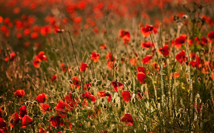Field of red poppies in golden sunlight