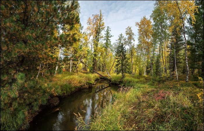 Autumn forest with a stream