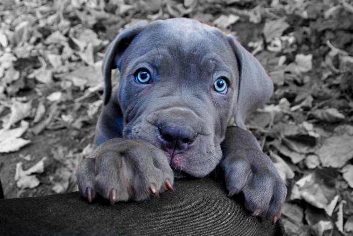 Blue-eyed Cane Corso puppy with paws on a dark surface