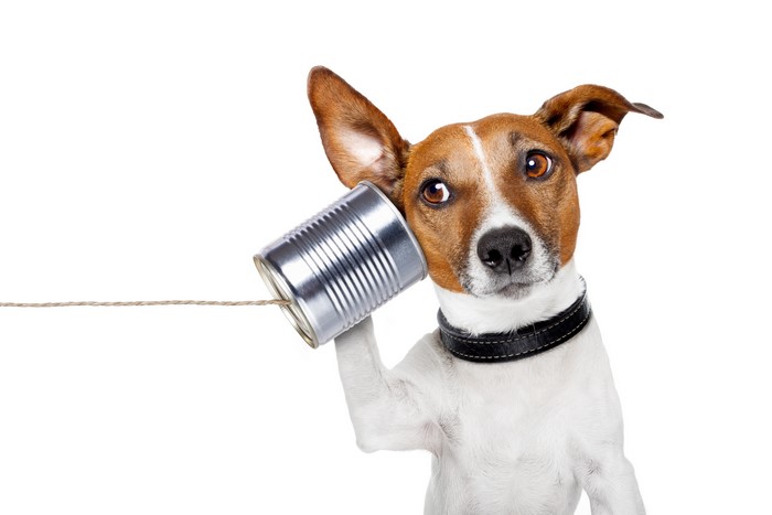 Jack Russell Terrier Dog Listening to Tin Can Phone