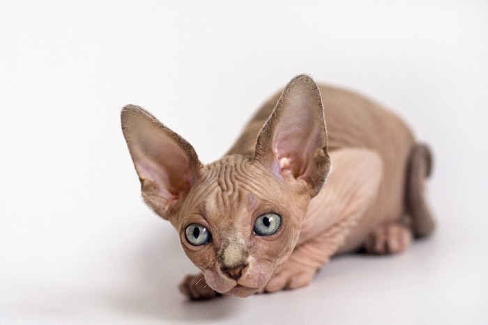 Sphynx kitten with blue eyes