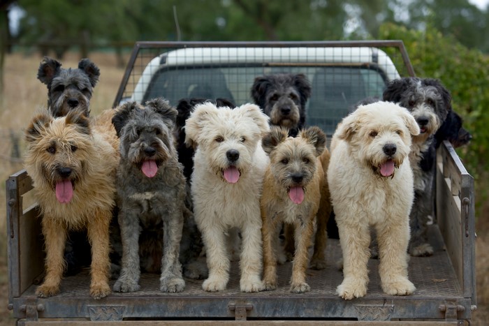 Many Barbado da Terceira dogs in a truck