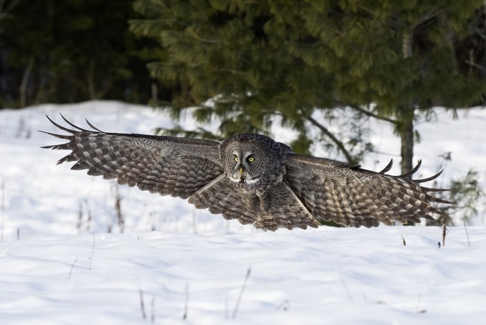 Great Gray Owl in Flight Over Snow