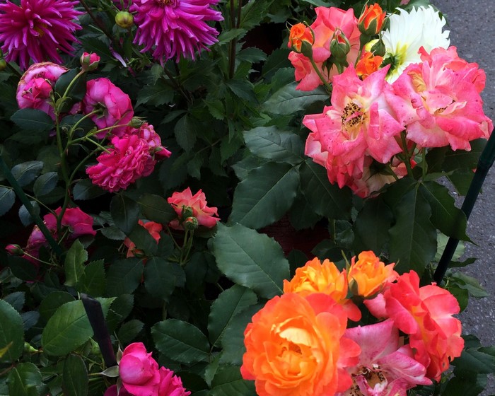 Pink and orange roses with dahlias