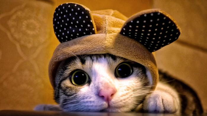 Cat wearing a winter hat with ears